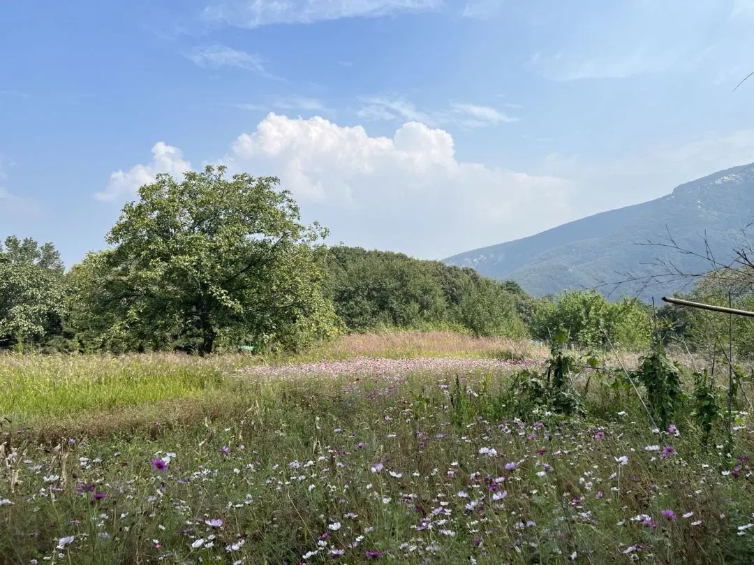 【Chan Story】Weeding the Mind